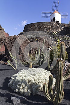 Jardin de cactus photo