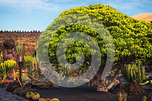 Jardin de cactus garden Lanzarote, Spain