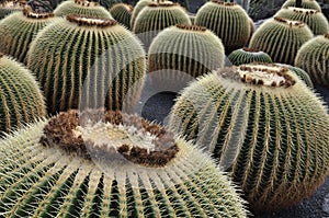 Jardin de cactus landscape Lanzarote photo