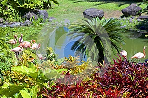 Jardin de Deshaies, Guadeloupe
