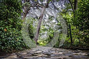 Jardin des plantes park in fall season