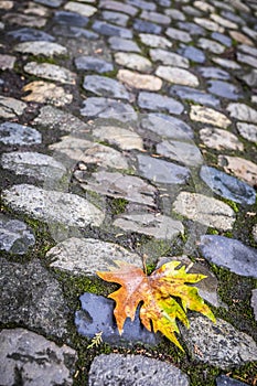 Jardin des plantes park in fall season