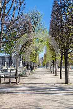 Jardin des Tuileries - The Tuileries Garden Park in Paris, France photo