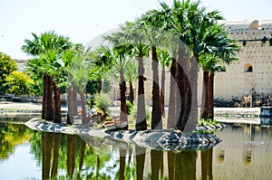 Jardin Jnan Sbil, Royal Park in Fes with its lake and towering palms, Fez, Morocco photo