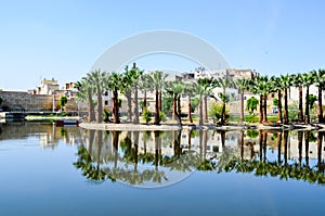 Jardin Jnan Sbil, Royal Park in Fes with its lake and towering palms, Fez, Morocco photo