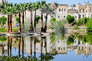 Jardin Jnan Sbil, Royal Park in Fes with its lake and towering palms, Fez, Morocco photo