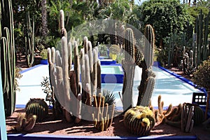 Jardin Majorelle, Marrakech photo