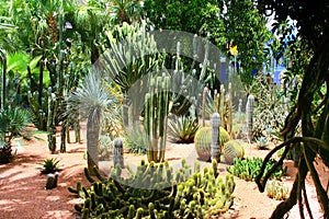 Jardine Majorelle in Marrakesh, Morocco photo