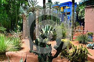 Jardine Majorelle in Marrakesh, Morocco photo