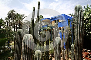 Jardine Majorelle in Marrakesh, Morocco photo