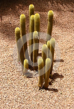 Jardine Majorelle in Marrakesh, Morocco