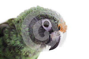 Jardine parrot