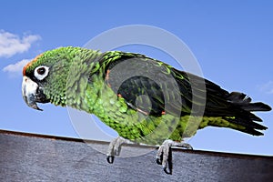 Jardine's Parrot photo