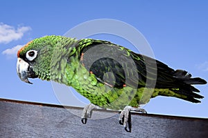 Jardine's Parrot