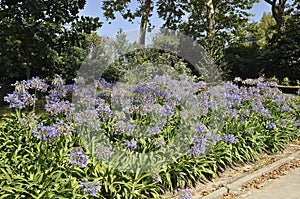 Jardins do Palacio de Cristal Gardens details in Downtown of Porto Portugal