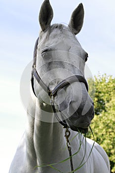 Jarduc the trakehner horse