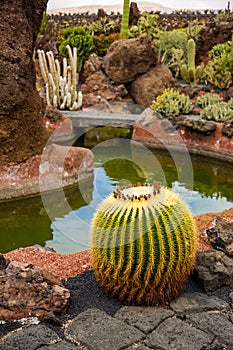 JardÃÂ­n de Cactus de Lanzarote photo