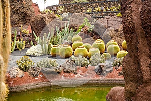 JardÃÂ­n de Cactus de Lanzarote photo