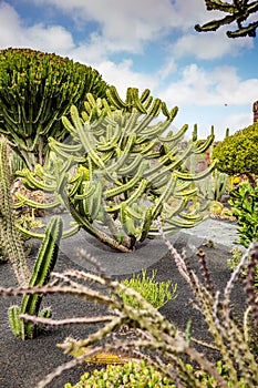 JardÃ­n de Cactus de Lanzarote