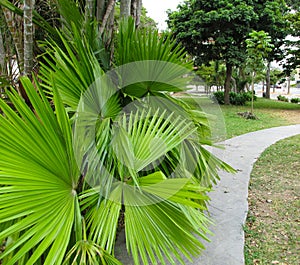 JardÃ­n Tropical Con CaminerÃ­a En Un Parque