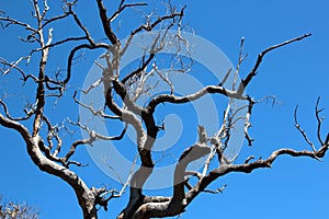 Jarrah Dieback in Gum Tree