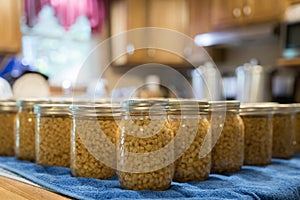 Jars of corn kernels cooling on the counter after being processed in the canner.