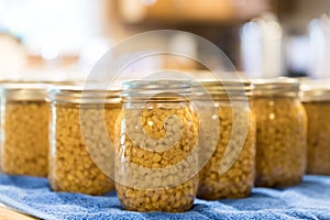 Jars of corn kernels cooling on the counter after being processed in the canner.
