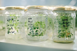 Jars of sprouts