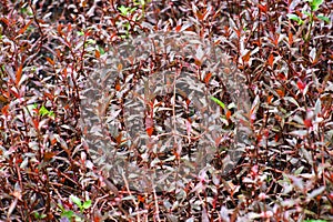 Jas Yusuf vines with purple leaves, growing covering the ground, in Belo Laut Village during the day