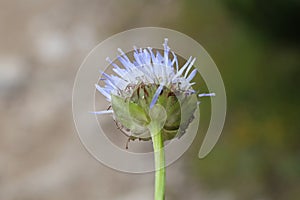 Jasione bulgarica - wild plant