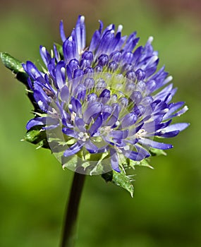 Closeup Of Jasione laevis Flower Buds