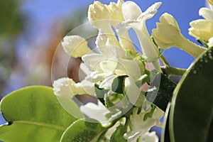 Jasmin flowers covered with raindrops, Touch of spring