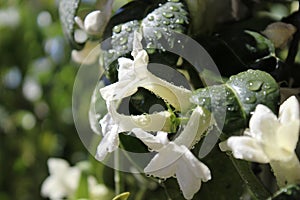 Jasmin flowers covered with raindrops, Touch of spring
