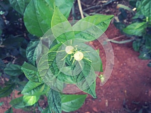 Jasmin pairs with green plant awesome