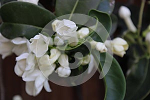 Jasmin`s flowers, Touch of spring photo