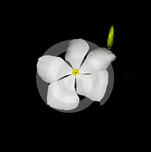 Jasmin white flower for background