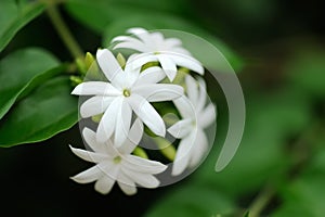 Jasmine