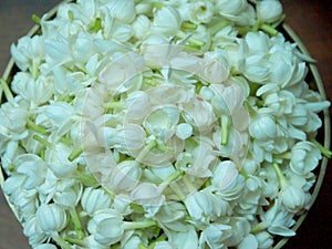 Jasmine