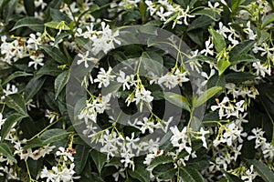 Jasmine beautifully blossomed in the sun