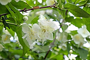 Jasmine bloomed in the garden