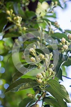 Jasmine blossom.