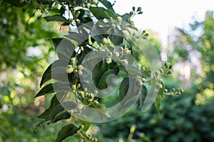 Jasmine blossom.