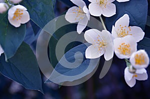 Jasmine blossom. Jesmin