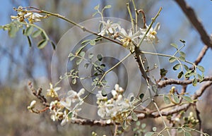 Jasmine blossom, selective focus