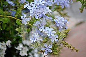 Jasmine blue plumbago