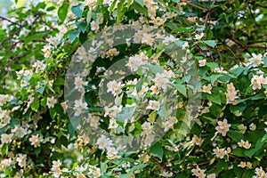 Jasmine branch with flowers