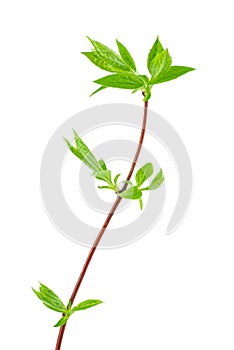 Jasmine branch with fresh leaves isolated on white