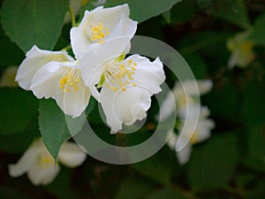 Jasmine bush blossoming in summer day