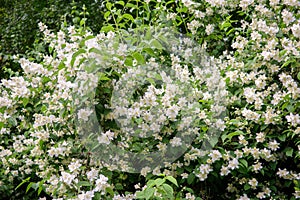 Jasmine bush flowers
