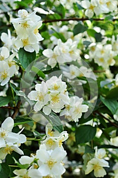 Jasmine bush in full blooming
